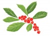 WinterberryHolly-detail