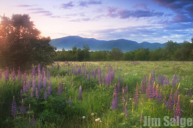 The Sampler Field Offers Great Views over the Lupines to Distant Mountain Ranges. Read more about the Lupine Festival at Sugar Hill!