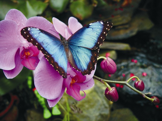 Morpho butterfly on an orchid. Magic Wings Butterfly Conservatory & Gardens