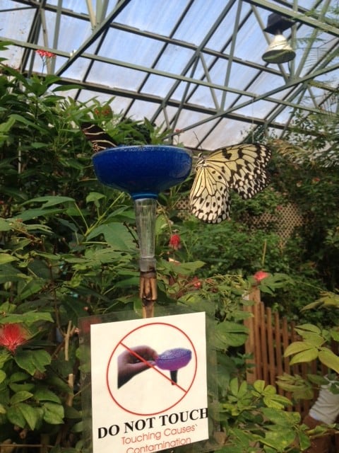 Magic Wings Butterfly Conservatory & Gardens