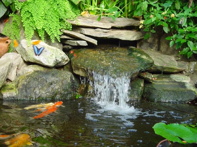 Morpho butterfly enjoying the rocks by the Koi pond. Magic Wings Butterfly Conservatory & Gardens