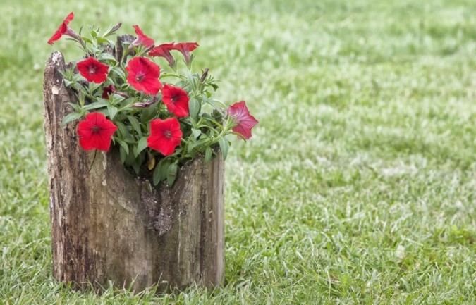 How to Make a Tree Stump Planter