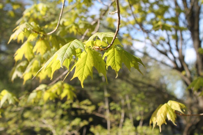 New Leaves