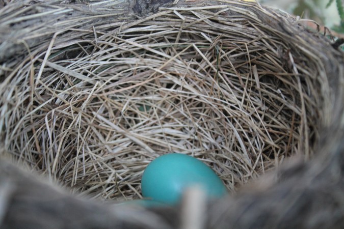 Robin's impossibly blue egg