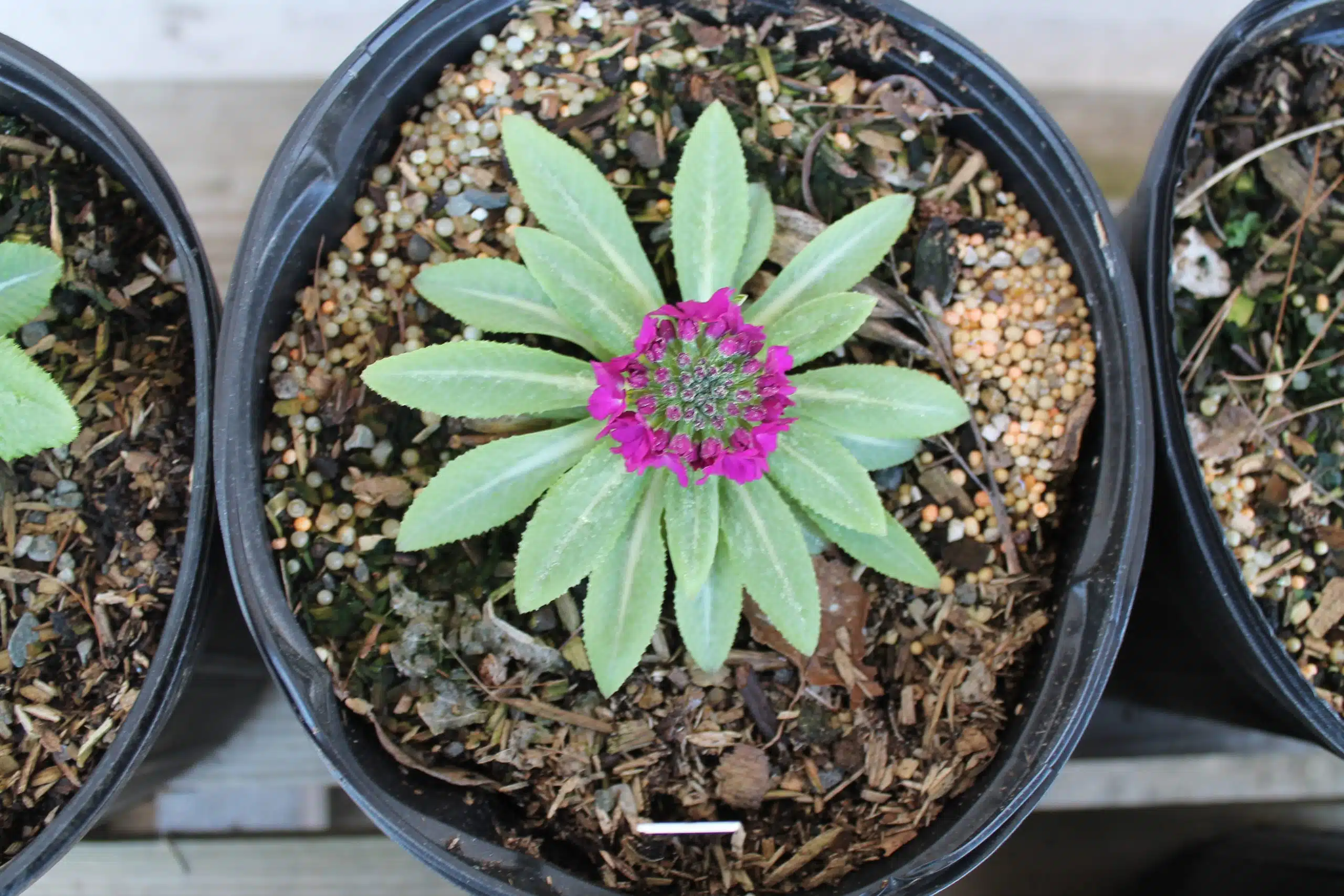 Primula in bloom at Cady's Falls Nursery