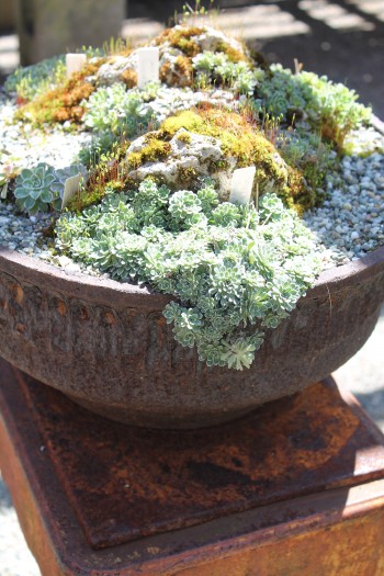 Container Garden at Cady's Falls Nursery