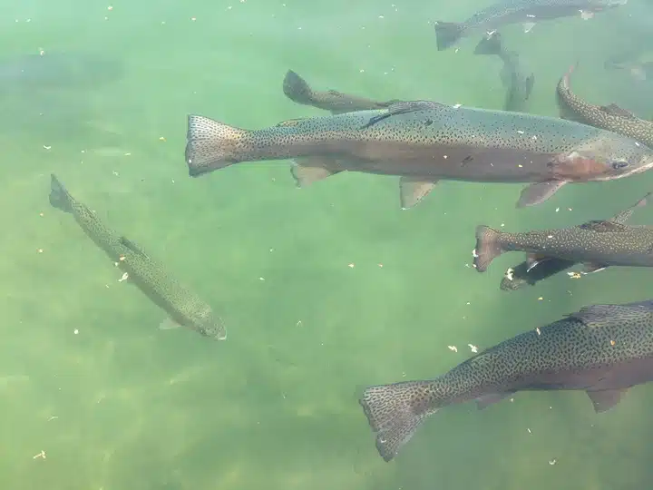 Several fish swim in a greenish body of water, with some visible near the surface and others deeper down.