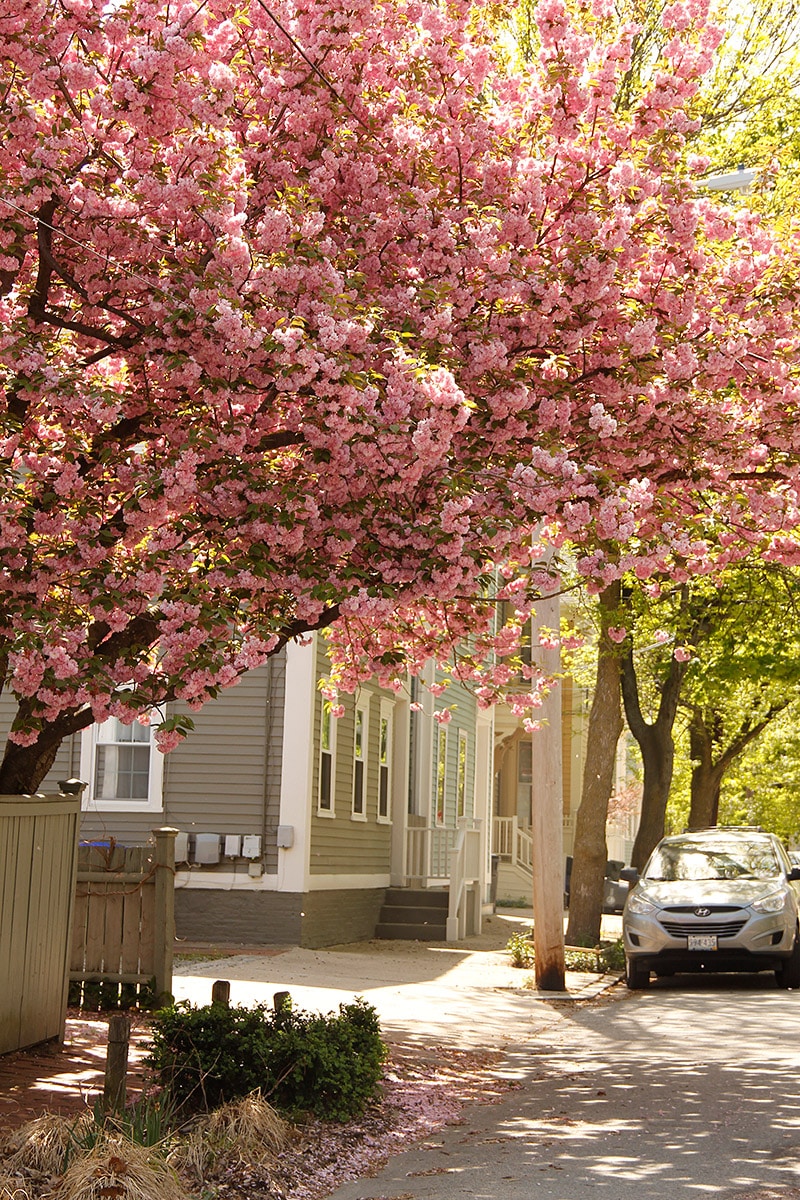 Flowering trees line the streets in Providence, making the month of May an ideal time to visit.