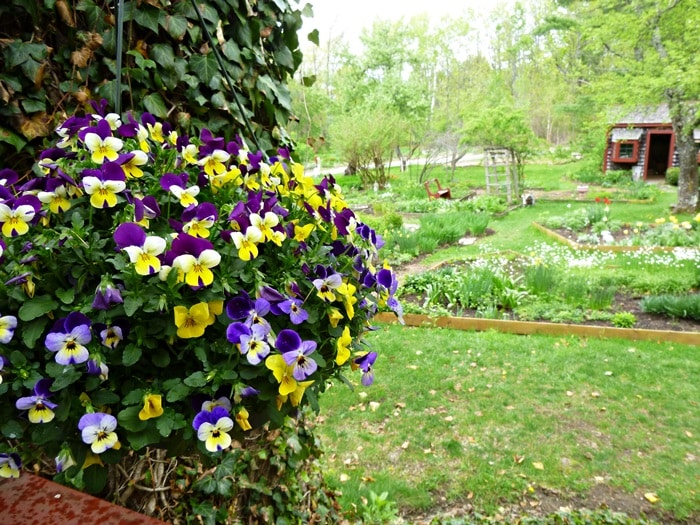 pickity place pansies