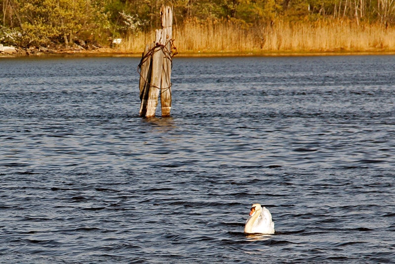 A swan drifts along the Seekonk River.