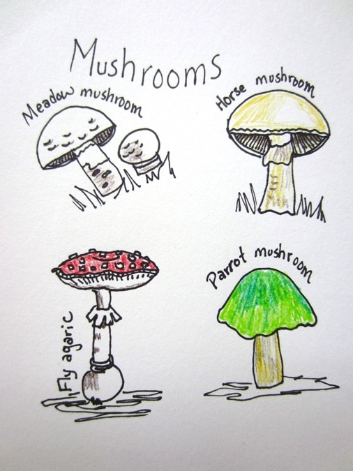 A page of mushrooms from a summer sketch journal