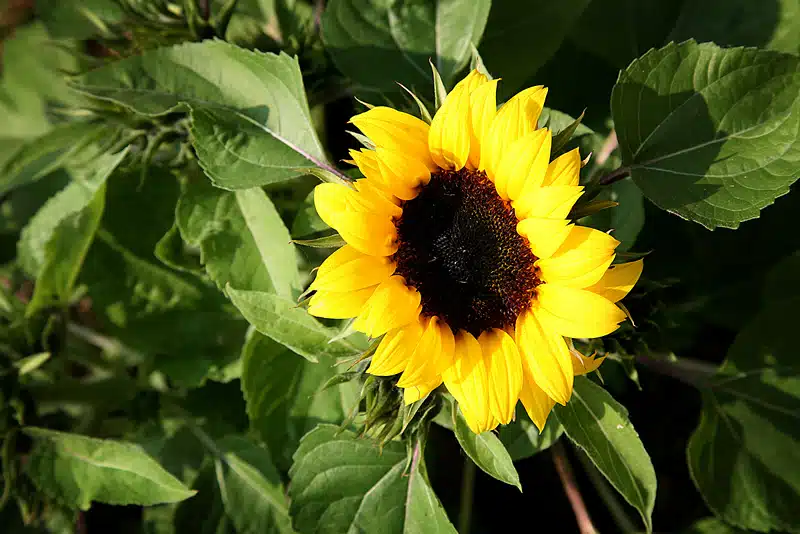 Gardening Superstitions