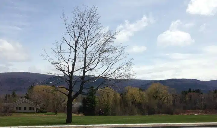 A leafless tree stands in a grassy field with houses in the background, set against a backdrop of rolling hills and a partially cloudy sky.