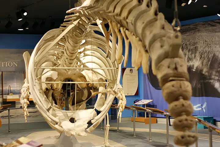 A large whale skeleton displayed in a museum exhibit, showing the vertebral column from a unique perspective.