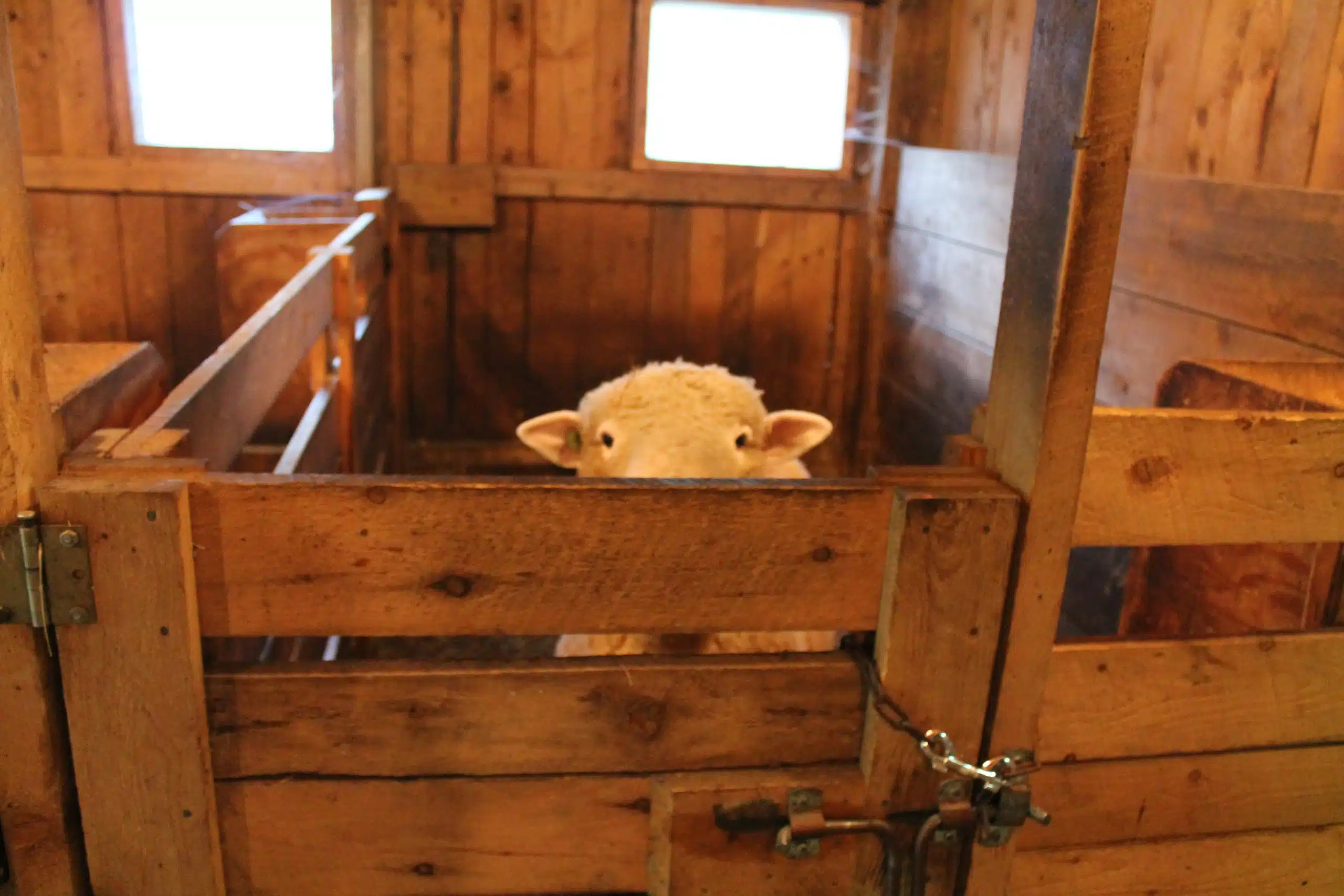 A sheep peeks over the top of a wooden pen inside a rustic barn with two small windows in the background.