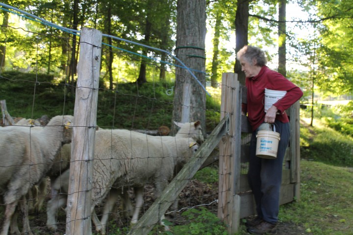 tending the yearling ewes 