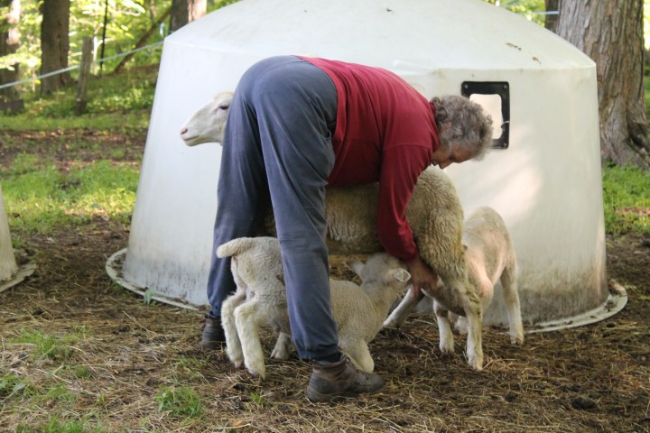 This ewe disowned her lambs so twice a day Diane helps them nurse