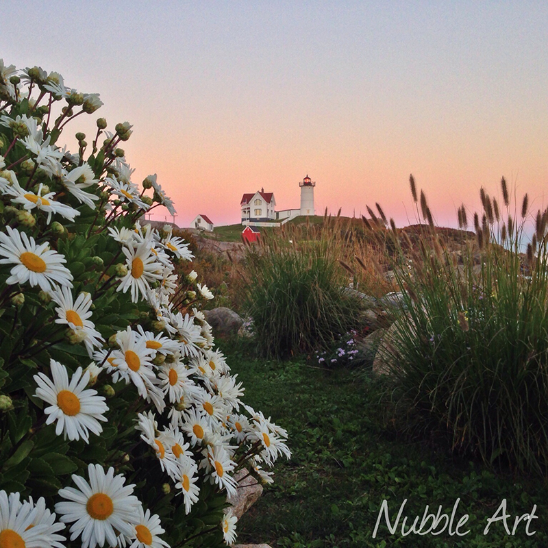 Montauk Daisies