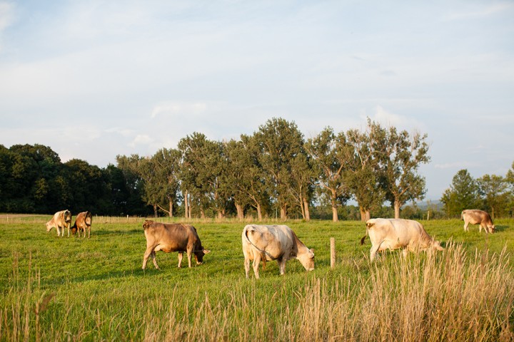 Brown Swiss dairy cows graze in the warm summer light. The breed was selected by Derick Webb in the 1950s for its hardiness.