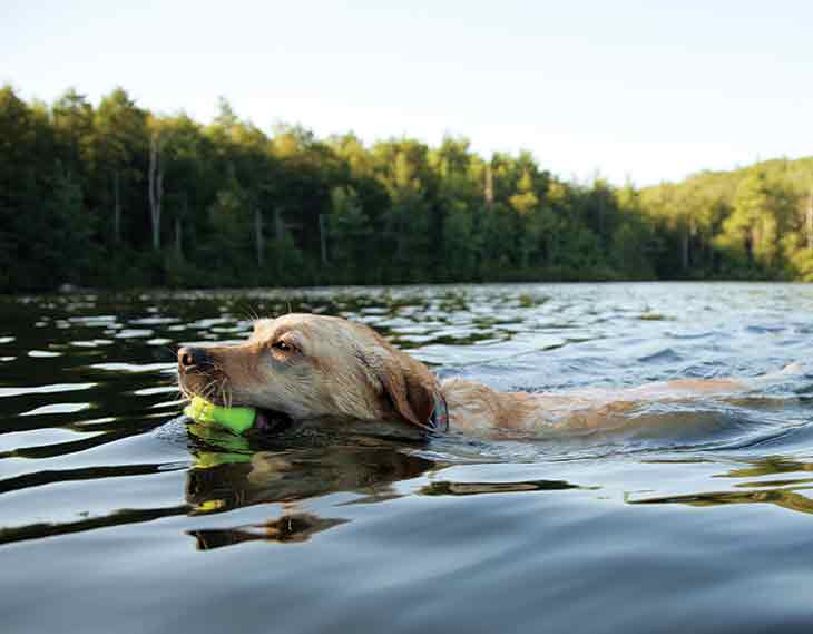 dog_swimming