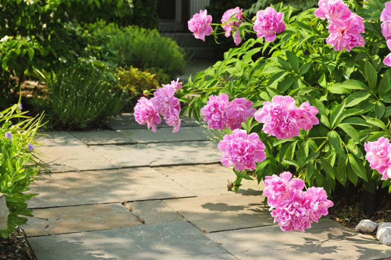 How to Plant, Grow & Care for Peony Flowers