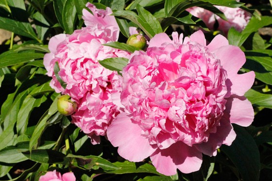 Peony Care | Tips to Grow Healthy Peonies - New England Today