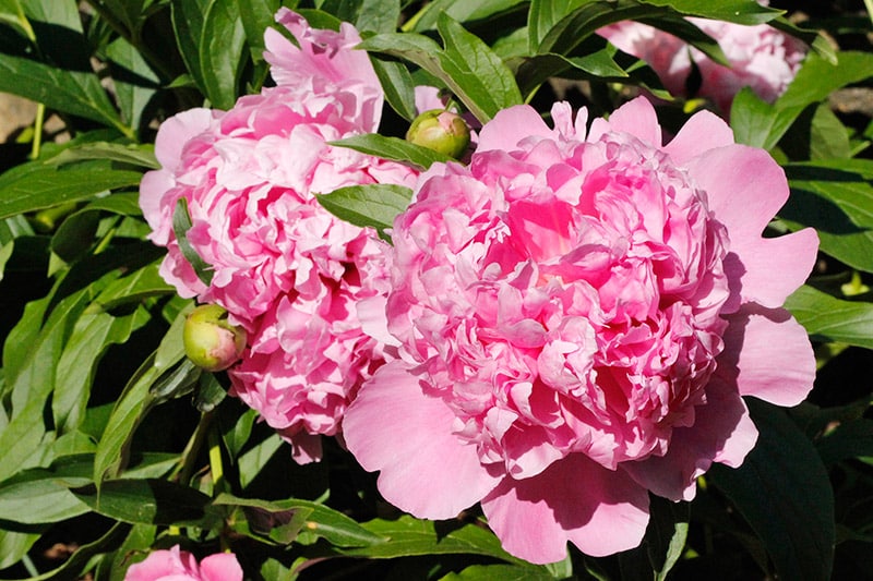 Peony Care Tips to Grow Healthy Peonies New England Today