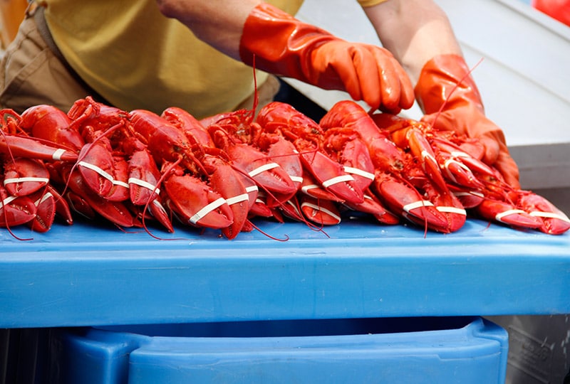 Scores of steamed lobsters are served to hungry visitors.