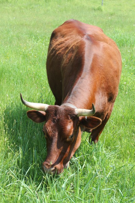 A grass- fed American Milking Devon