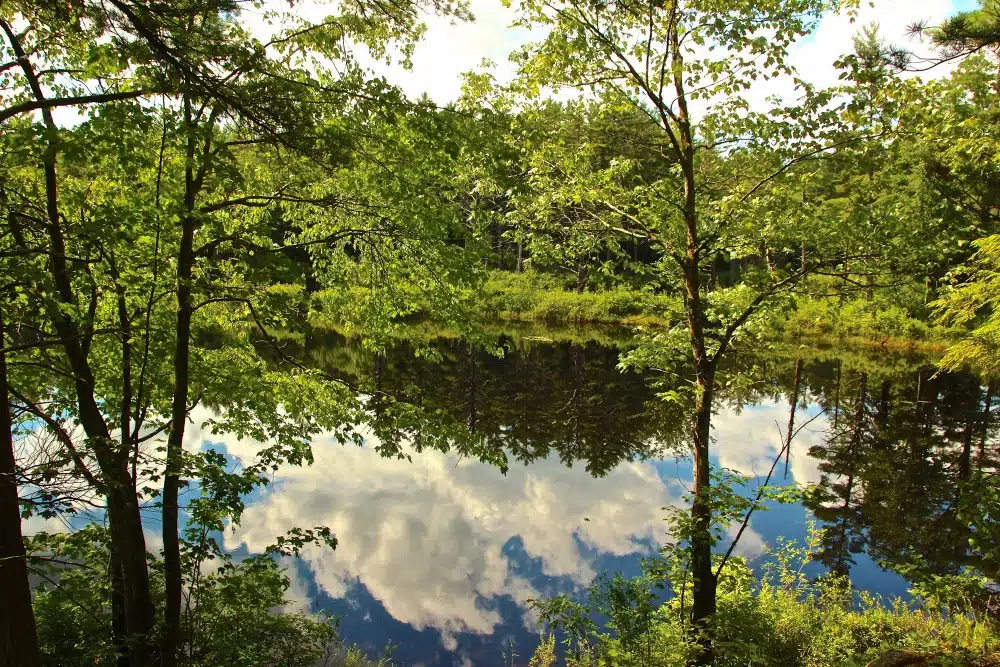 A calm lake reflecting clouds and surrounding green trees under a blue sky with sunlight filtering through the leaves.