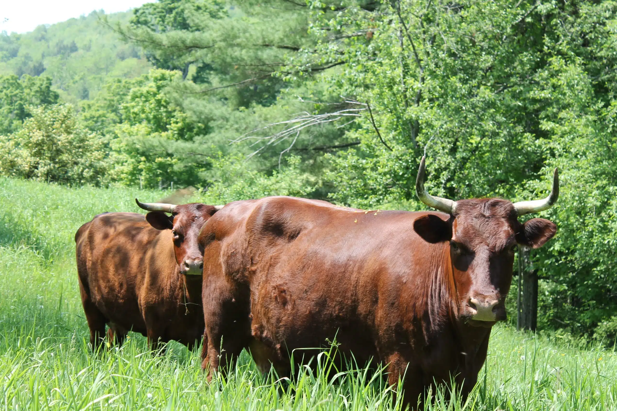 American Milking Devon