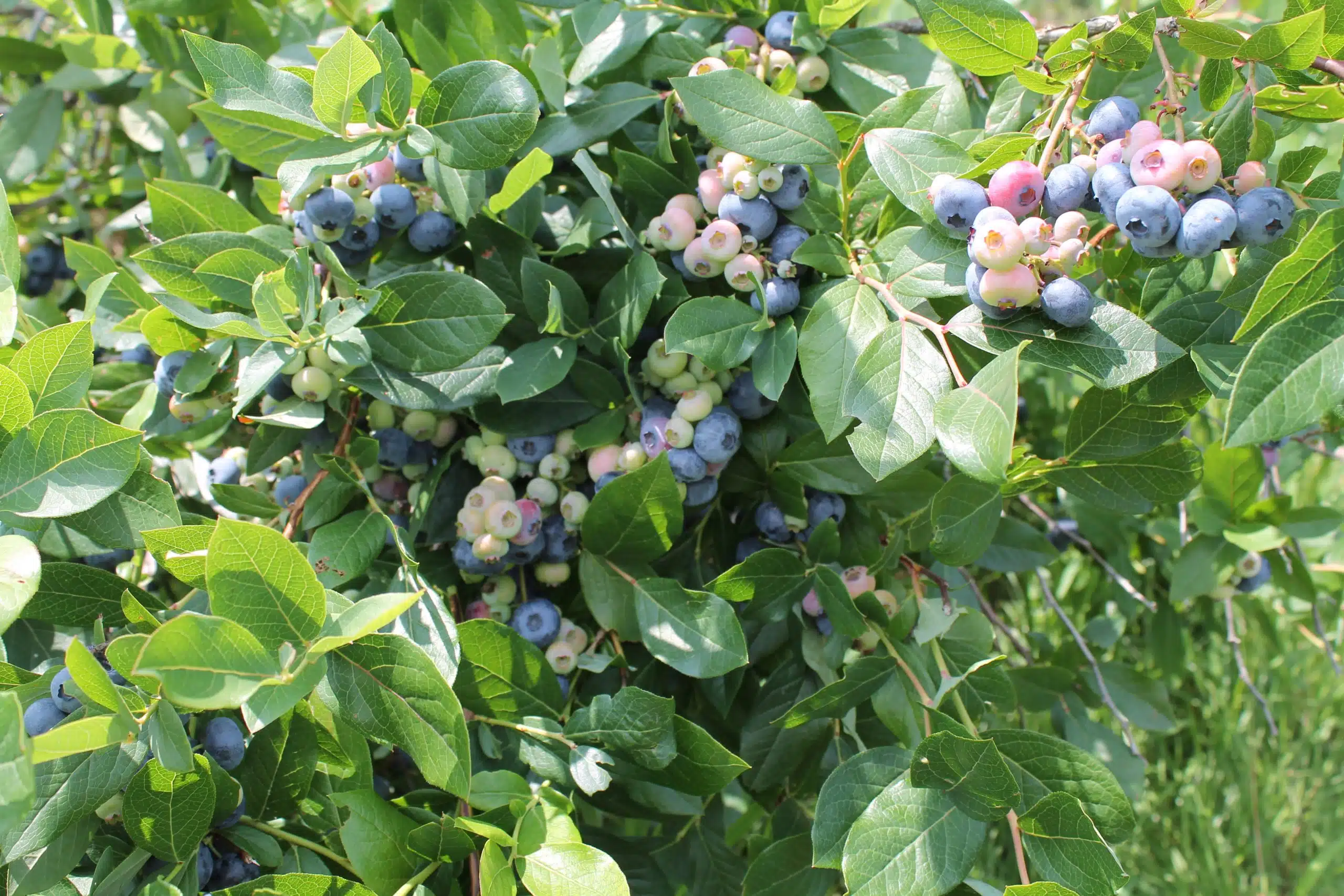 Blueberry plant with clusters of ripe and unripe blueberries surrounded by green leaves.