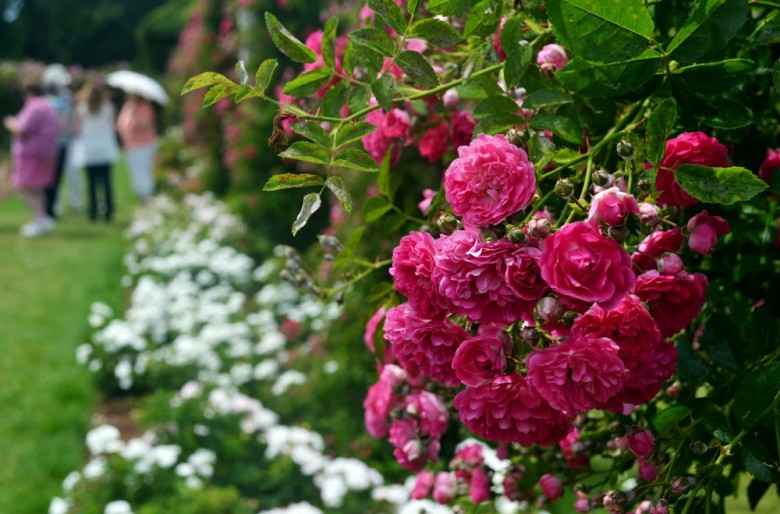 elizabeth park roses