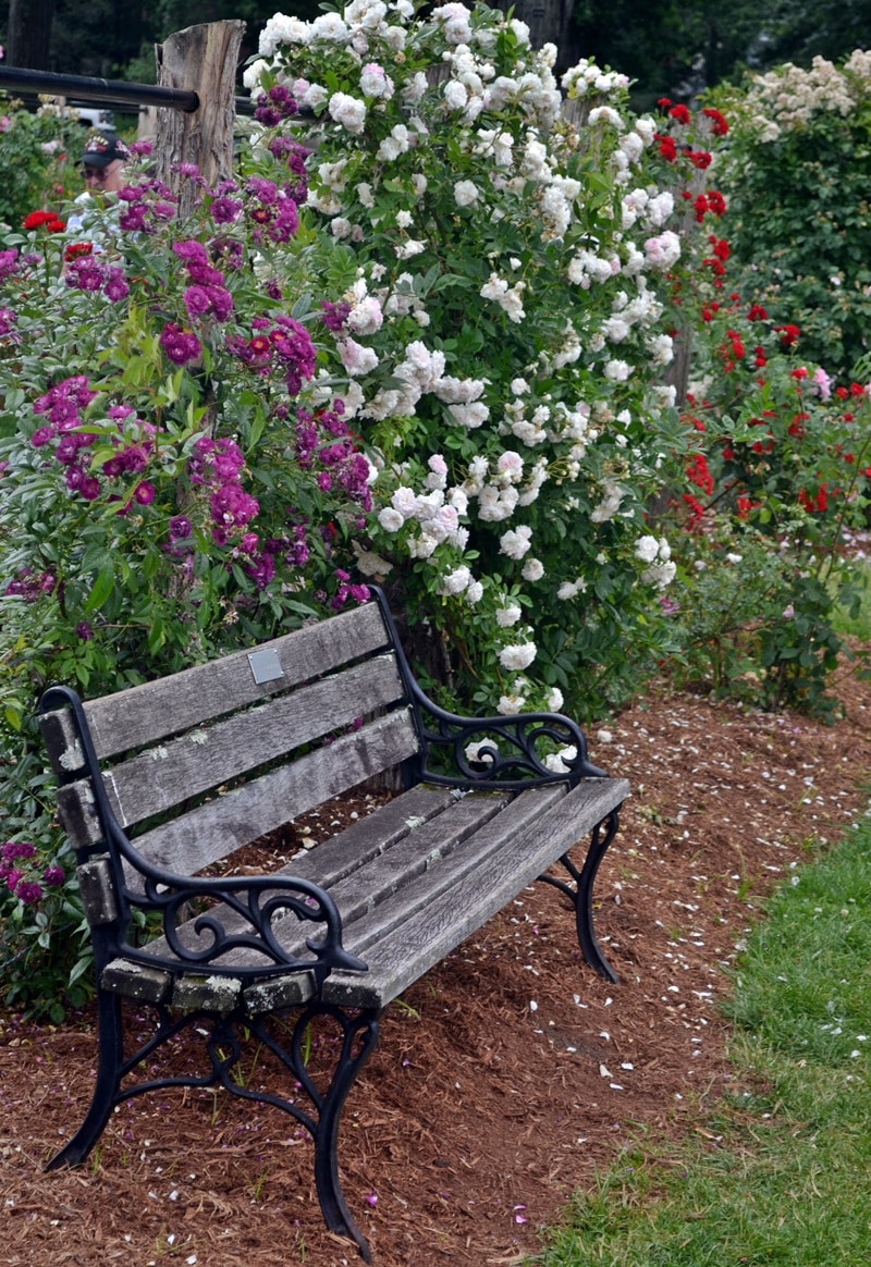 elizabeth park roses bench