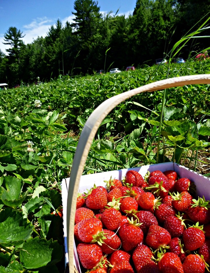 strawberry picking basket