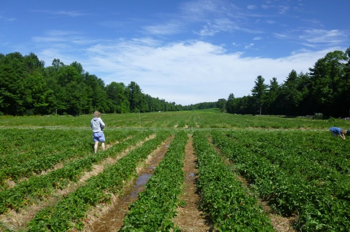 Strawberry picking at Rossview Farm in Concord, NH.