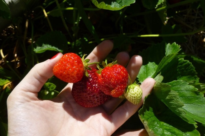 strawberry picking vine