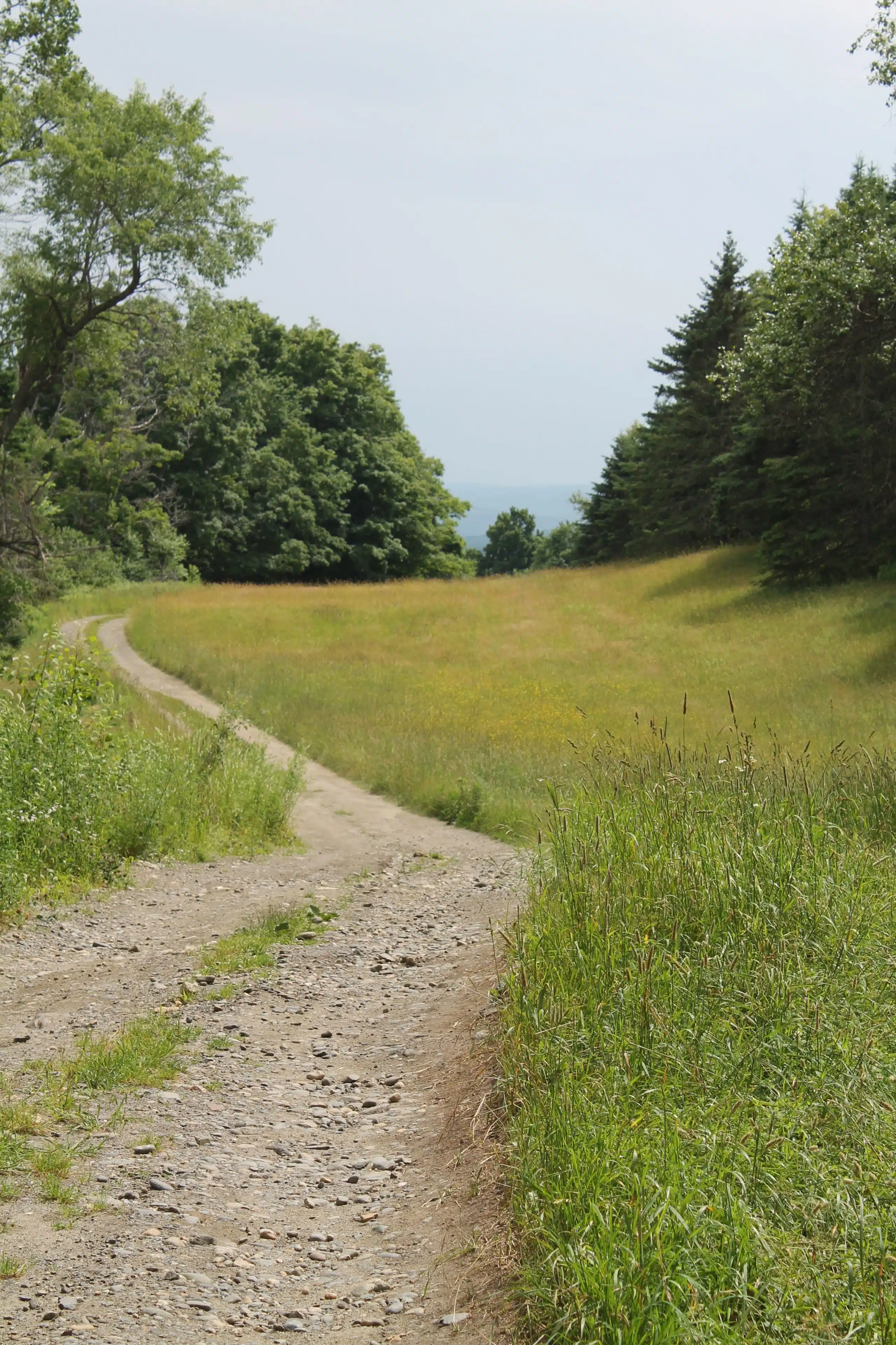 A dirt path winds through a grassy meadow bordered by tall trees under a clear sky.