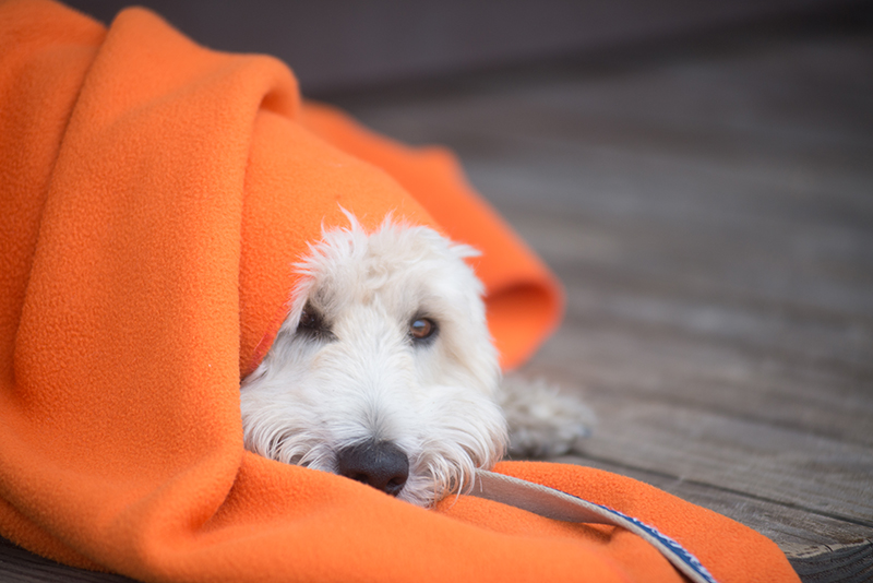 A dog wrapped in brilliant orange stays warm dockside on Squam Lake in Holderness.
