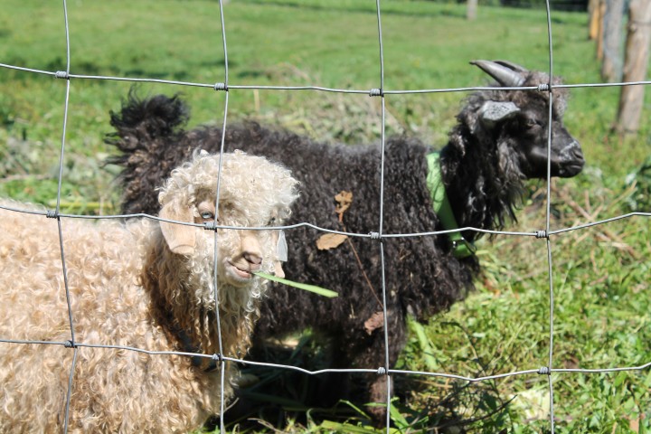 Thea Alvin's angora goats. In the winter she uses her stone-strong hand to knit garments from her goats' silken wool. 