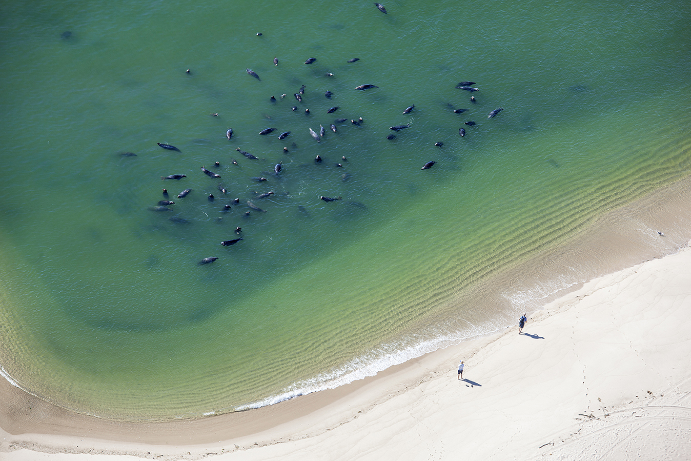 Seals on Cape Cod Photographs New England Today