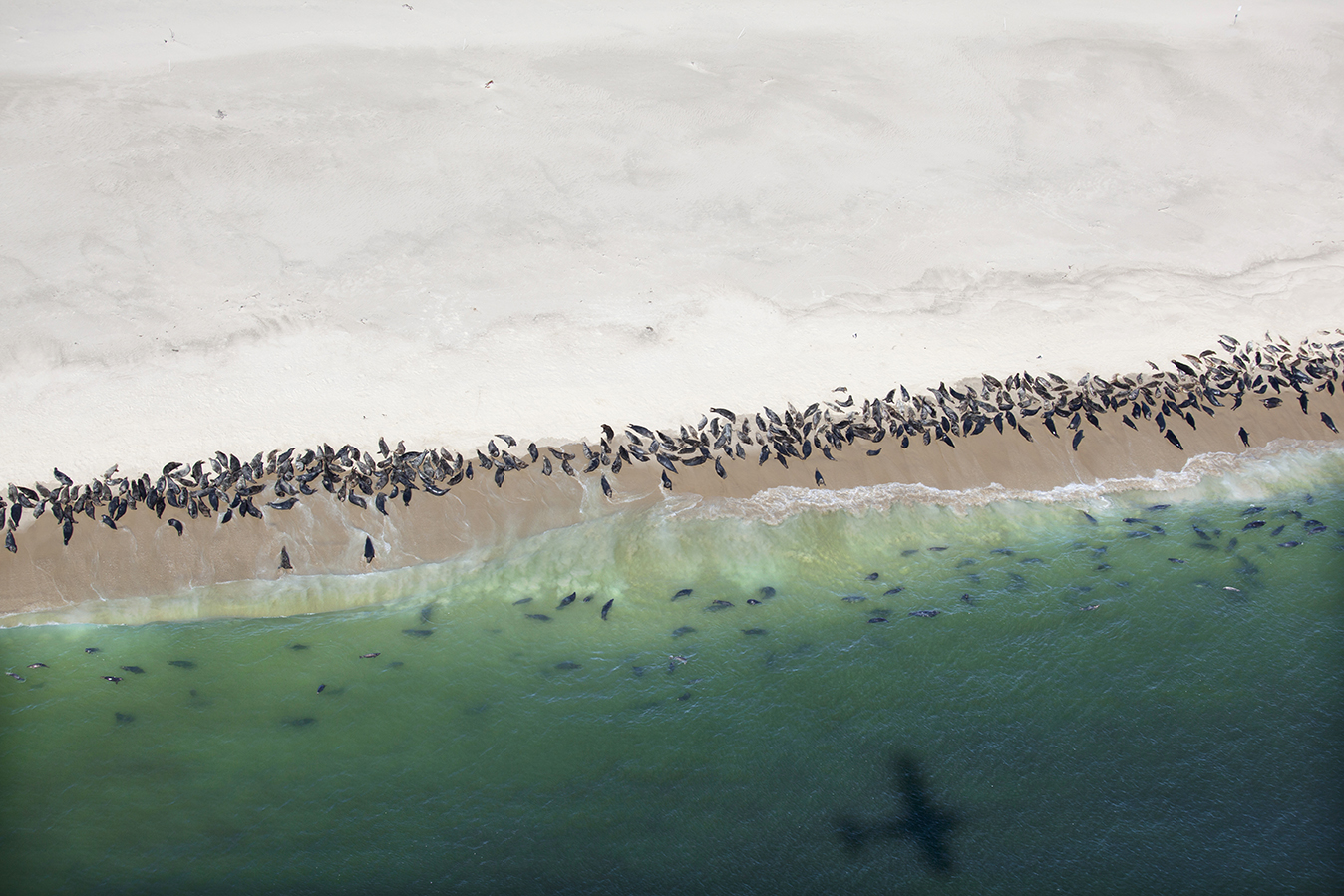 Seals on Cape Cod | Photographs - New England Today