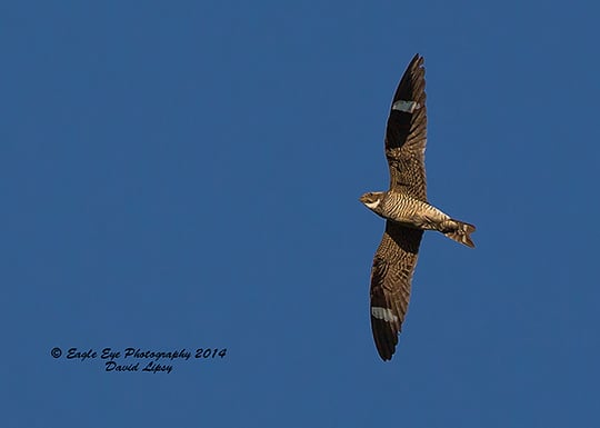 A Common Nighthawk Migrates Southward Over New Hampshire This Week