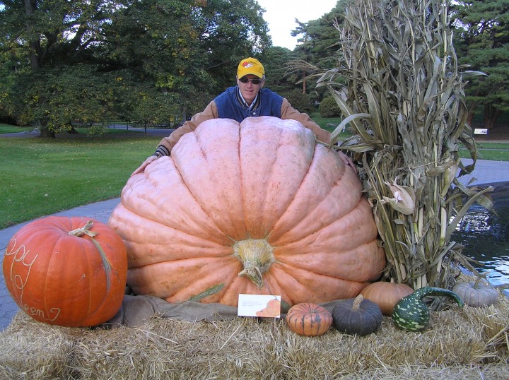 Another view of Steve's 1674 pound pumpkin at the New York Botanical Gardens in The Bronx, NY in 2010.