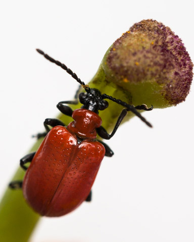 red-lily-leaf-beetle-dt