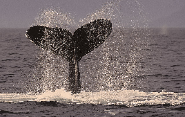 whale-tale-ca-sepia
