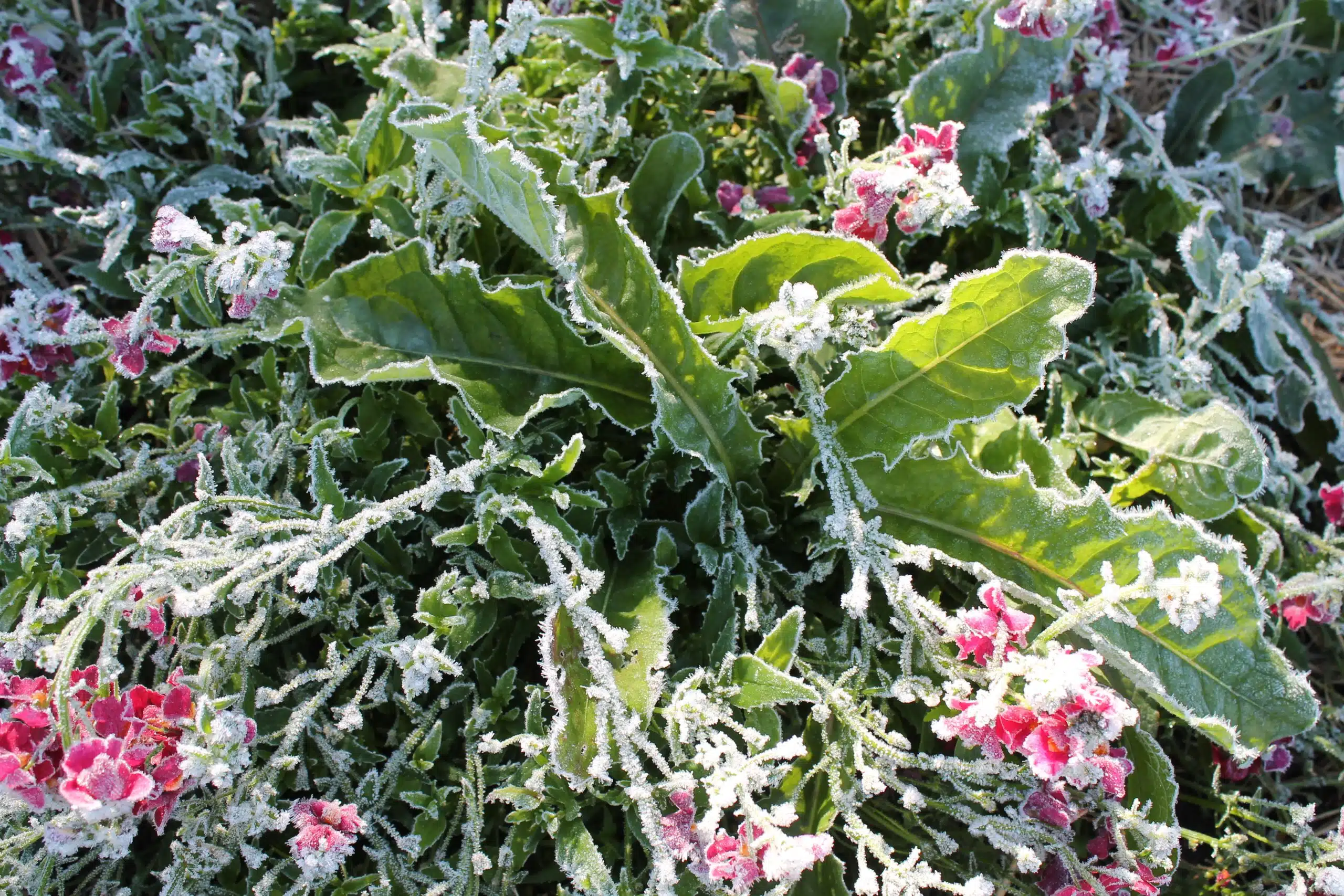 A close-up of green leaves and pink flowers covered with a light frost.