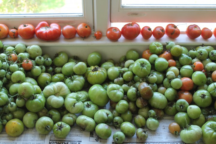 Some of our protected (preemptive) harvest 