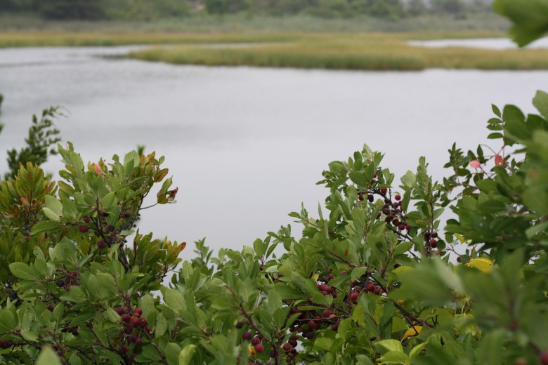 How to Make Beach Plum Jam