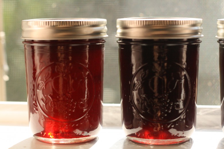 How to Make Beach Plum Jam